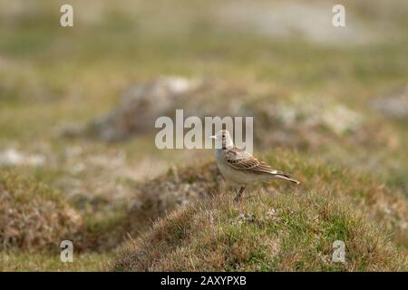 Lark Tibétain, Melanocorypha Maxima, Ladakh, Jammu-Et-Cachemire, Inde Banque D'Images