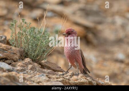 Grand Rosefinch Mâle, Carpodacus Rubicilla, Ladakh, Inde Banque D'Images