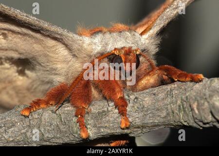 Gum empereur eucalyptus papillon portrait Banque D'Images