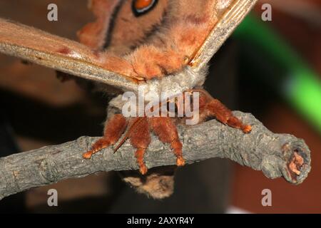 Gum empereur eucalyptus papillon portrait Banque D'Images