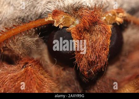 Gum empereur eucalyptus papillon portrait Banque D'Images