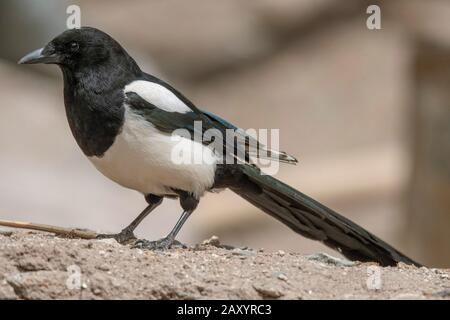 Magpie eurasienne ou magpie commune, Pica pica, Ladakh, Inde Banque D'Images