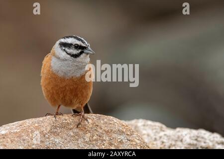 Rock Bunting, Emberiza Cia, Ladakh, Inde Banque D'Images