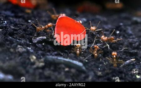 Les cicadrilles transportant des poivrons coupés en forme de coeurs au Blair Drummond Safari Park en Écosse. Ils pourraient être le plus petit animal au parc safari écossais, mais ces fourmis sont connus pour leurs capacités de transport impressionnantes et peuvent soulever des poids vingt fois leur poids corporel. Les fourmis de travailleurs raprendront ces pétales en forme de coeur à leur nid et les utiliseront comme engrais pour leur source alimentaire. Banque D'Images