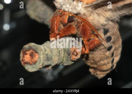 Gum empereur eucalyptus papillon portrait Banque D'Images