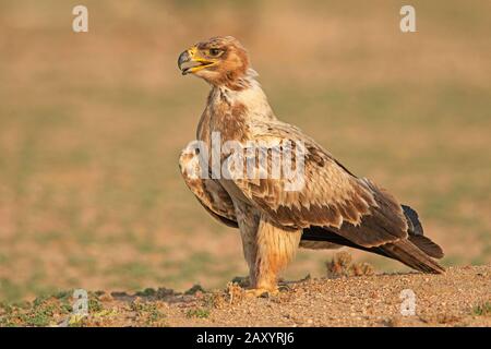 Tawny Eagle, Aquila Rapax, Parc National Du Désert, Rajasthan, Inde Banque D'Images