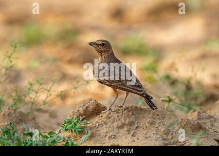 Lark à queue roufeuse, Ammomanes phénicura, Parc National du Désert, Rajasthan, Inde Banque D'Images