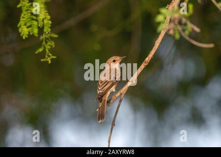 Flycatcher À Pois, Muscicapa Striata, Parc National Du Désert, Rajasthan, Inde Banque D'Images