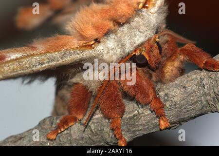 Gum empereur eucalyptus papillon portrait Banque D'Images