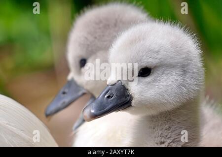 Trois semaines de cygnets de cygne muet avec leurs plumes grises moelleuses et leurs becs noirs, les cygnets de cygnes muets deviennent entièrement blancs à environ trois ans d'an Banque D'Images