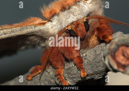 Gum empereur eucalyptus papillon portrait Banque D'Images