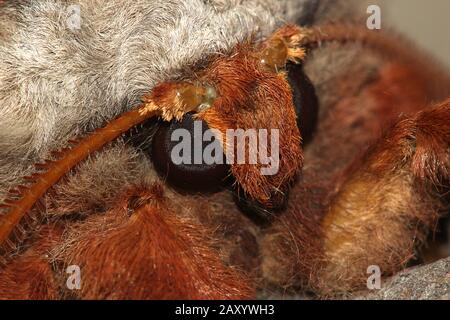 Gum empereur eucalyptus papillon portrait Banque D'Images