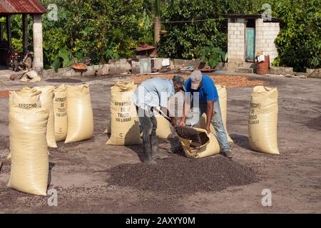 Les travailleurs qui chargent des grains de café séchés au soleil dans des sacs, République dominicaine. Banque D'Images