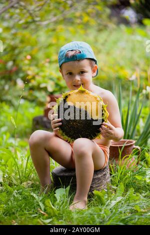 Petit garçon tenant une tête de tournesol mûre. Un joli petit garçon dans une casquette de baseball est assis sur une bosse. Enfants Mangeant Des Graines De Tournesol Banque D'Images