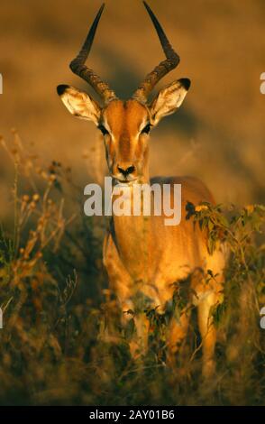 Antilope au talon noir, impala, aepyceros melaphus, Parc national Krueger, Afrique du Sud, afrique du Sud Banque D'Images