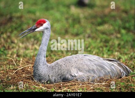 Kanadakranich, Sandhill Crane, Nidification, contusions, Grus canadensis, Floride, États-Unis Banque D'Images