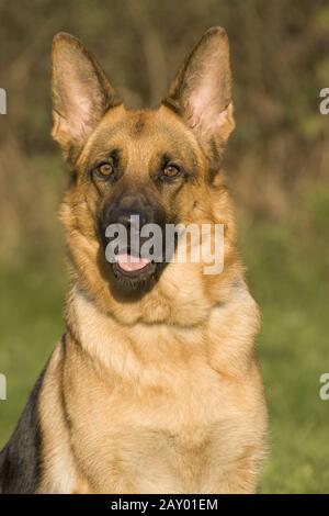 Berger allemand, Berger allemand, chien de berger, chien, chien, chien, photos de chien Banque D'Images