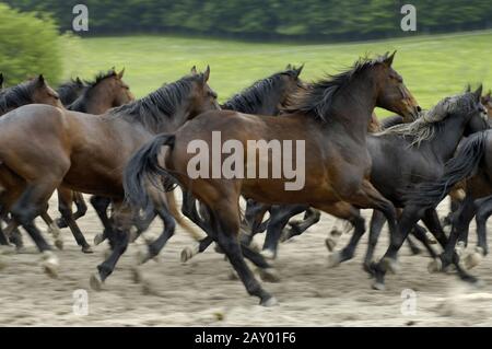 Troupeau, troupeau de chevaux à un galop, troupeau de chevaux à un galop, troupeau, chevaux Banque D'Images