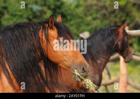 Pur raza espanola, pré, andalusier, cheval andalou, Espagnols Pferd, Espagne chevaux Banque D'Images