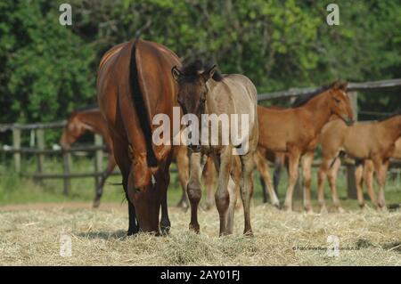 Pur raza espanola, pré, Andalusier, cheval andalou, Andalusierstute, mer, femme, Stute Banque D'Images