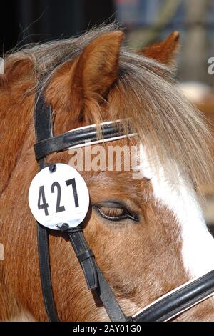 Cheval avec numéro de début, vue détaillée, détail d'un numéro de début de cheval (Horserace) Banque D'Images