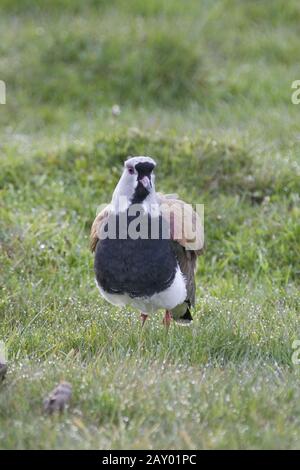 bronzekiebitz, vanellus chilensis, lapwing du sud, chili kiebitz, cayenne lapwing, lapad chilienne, lapad chilienne, lapad chilienne, piments Banque D'Images