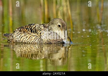Eiderente, somateria mollissima, eider commun, europe Banque D'Images