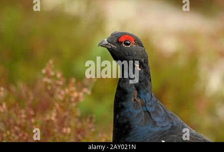 Tétrax,oiseau,Huehnervoegel,Raufushuehner,oiseaux gallinacés, Banque D'Images