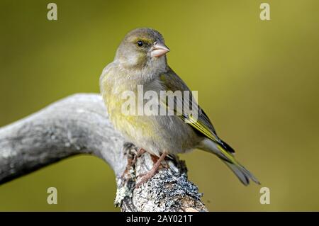 Greenfinch, Carduelis chloris, Gruenfink, Gruenling, Europa, europe, Tiere, animaux, Finken, finches, Singvoegel, oiseaux chanteurs, Vog Banque D'Images