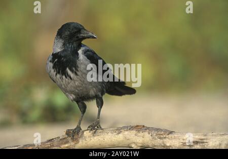 Nebelkraehe, Corvus Corone, Cornix, Europe, Europa Banque D'Images