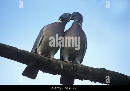 Pigeon, Ringeltaube, Columba Palumbus, Europe, Europa Banque D'Images