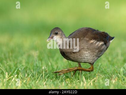 Teichrale, Teichhuhn, Gallinula chloropus, gallinula choropos, Moorhen commun, europe, europa Banque D'Images