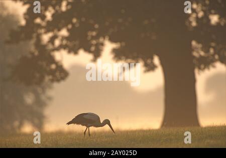 Weissstorch, Ciconia ciconia, Cigogne Blanche Banque D'Images