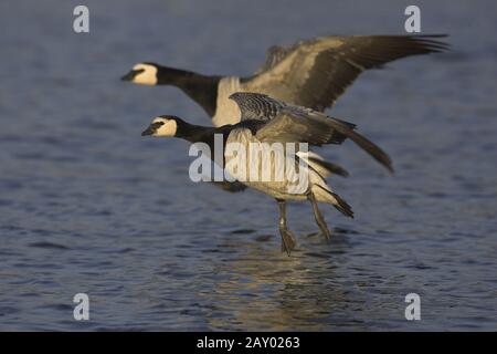 Nonnengans, branta leucopsis, bernache de Barnacle, Europe, Europa Banque D'Images