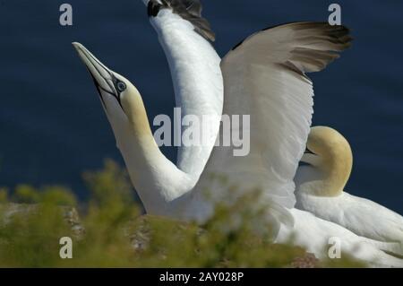 Stoolpipe, Morus bassanus, Sula bassana, Gannets du Nord, sur le site de reproduction, Heligoland, Schleswig-Holstein, Allemagne, Germ Banque D'Images