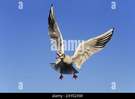 Lachmoewe, Mouette à tête noire, (Larus ridibundus) Banque D'Images