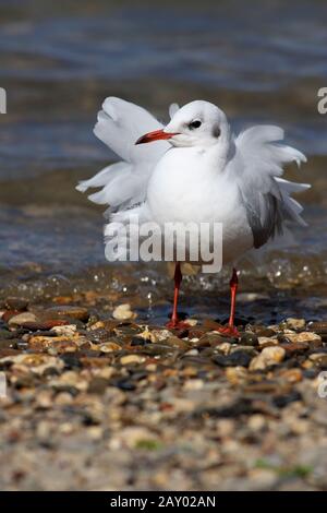 Lachmoewe, Mouette à tête noire, (Larus ridibundus) Banque D'Images