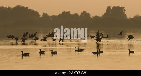 Duemmer, Duemmer See, Niedersachsen, Deutschland, Graugaense, anser anser, auf dem Duemmer See bei Sonnenuntergang, Grauglag goo Banque D'Images