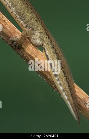 Fadenmolch, Triturus helveticus, Maennchen, Palmate Newt, homme Banque D'Images