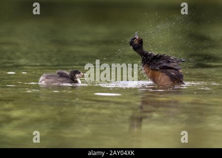 Schwarzhalstaucher, mit Jungtier, Podiceps nigricollis, Grebe à col noir, jeune Banque D'Images