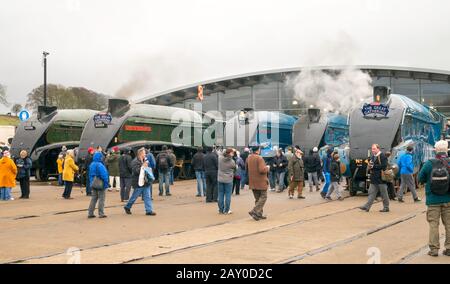 Le grand rassemblement de locos à vapeur A4 pacific rationalisés au musée ferroviaire De Locomotion à Shildon, Co. Durham, Angleterre, Royaume-Uni, février 2014 Banque D'Images