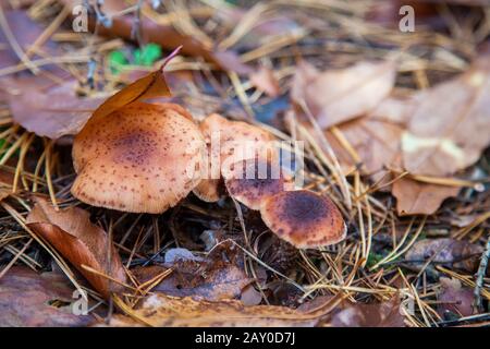 Groupe de champignons comestibles agarics miel connu sous le nom de l'Armillaria mellea dans une forêt de conifères de l'automne entre les feuilles rouge et jaune. Banque D'Images