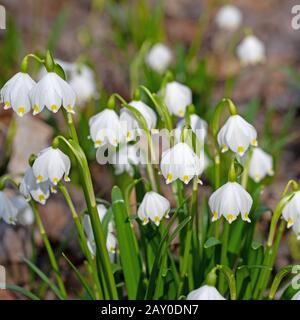 Fleurs fleuries de nœud de printemps, leucojum vernum Banque D'Images