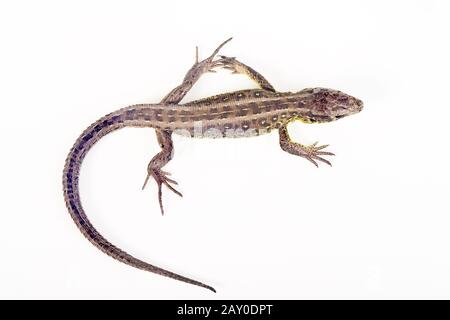 Lézard de sable femelle (Lacerta agilis) - lézard de sable (femelle) (Lacerta agilis) Banque D'Images