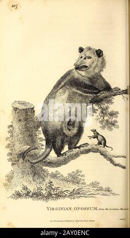 Diverses Opossums de la zoologie générale, ou histoire Naturelle Systématique partie I, par Shaw, George, 1751-1813; Stephens, James Francis, 1792-1853; Heath, Charles, 1785-1848, graveur; Griffith, Mme, graveur; Chappelow. Copperplate Imprimé à Londres en 1800. Probablement les artistes n'ont jamais vu un spécimen vivant Banque D'Images