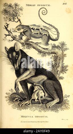 Diverses Opossums de la zoologie générale, ou histoire Naturelle Systématique partie I, par Shaw, George, 1751-1813; Stephens, James Francis, 1792-1853; Heath, Charles, 1785-1848, graveur; Griffith, Mme, graveur; Chappelow. Copperplate Imprimé à Londres en 1800. Probablement les artistes n'ont jamais vu un spécimen vivant Banque D'Images