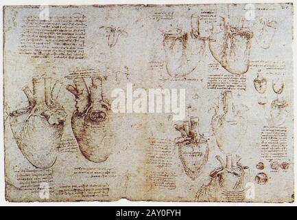 Léonard de Vinci. Coeur et poumons (de bovins). 1513. Banque D'Images
