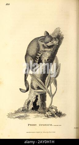 Diverses Opossums de la zoologie générale, ou histoire Naturelle Systématique partie I, par Shaw, George, 1751-1813; Stephens, James Francis, 1792-1853; Heath, Charles, 1785-1848, graveur; Griffith, Mme, graveur; Chappelow. Copperplate Imprimé à Londres en 1800. Probablement les artistes n'ont jamais vu un spécimen vivant Banque D'Images