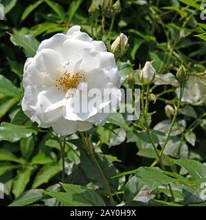 Roses nobles blanches fleuris dans le jardin Banque D'Images