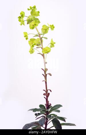 Sun Spurge (Euphorbia Helioscopia) - Sun Spurge (Euphorbia Helioscopia) Banque D'Images